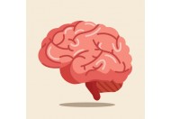 Мозковий кровообіг, причини порушень, профілактика