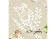Астрагал/Astragalus